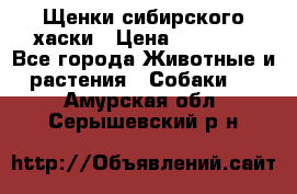 Щенки сибирского хаски › Цена ­ 12 000 - Все города Животные и растения » Собаки   . Амурская обл.,Серышевский р-н